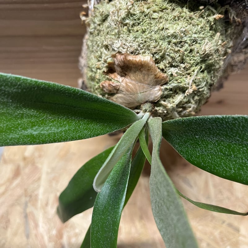 ビカクシダ トサカ | GREEN LUCK