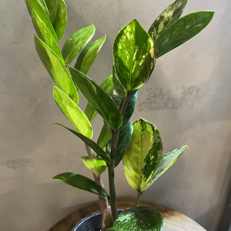 ザミオクルカス 斑入り 専用出品 | GREEN LUCK