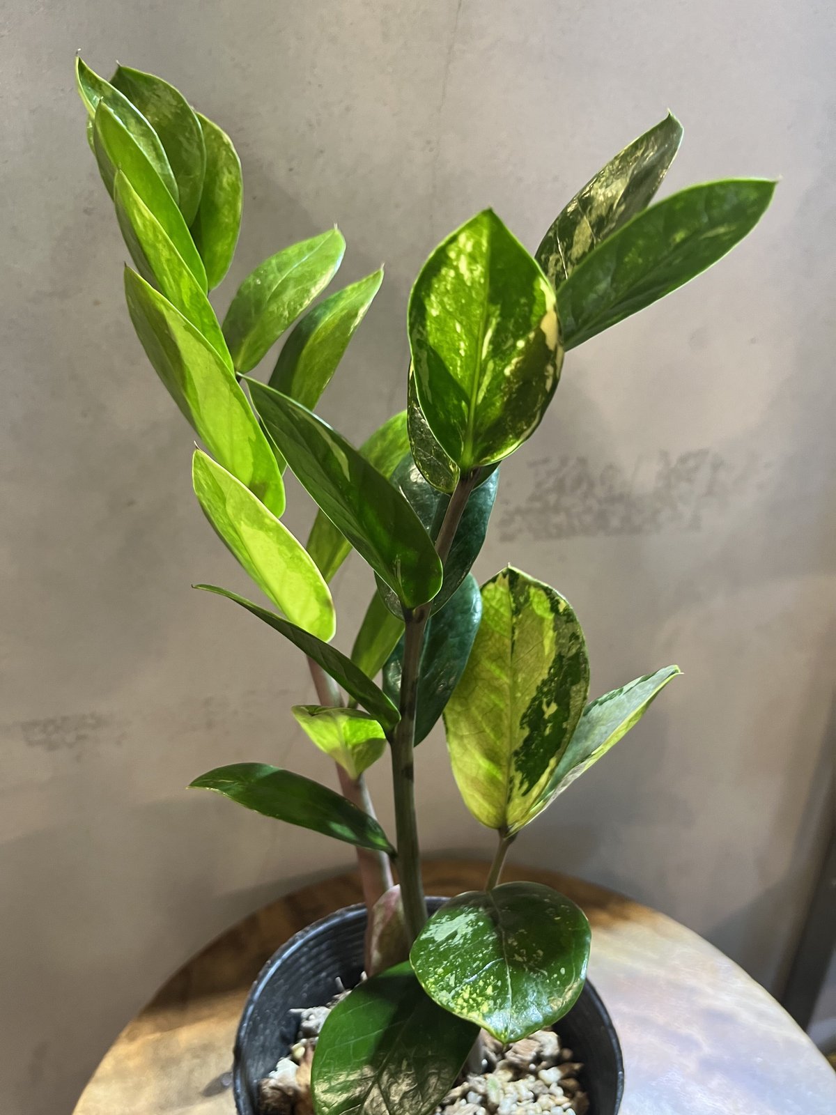 ザミオクルカス 斑入り 専用出品 | GREEN LUCK