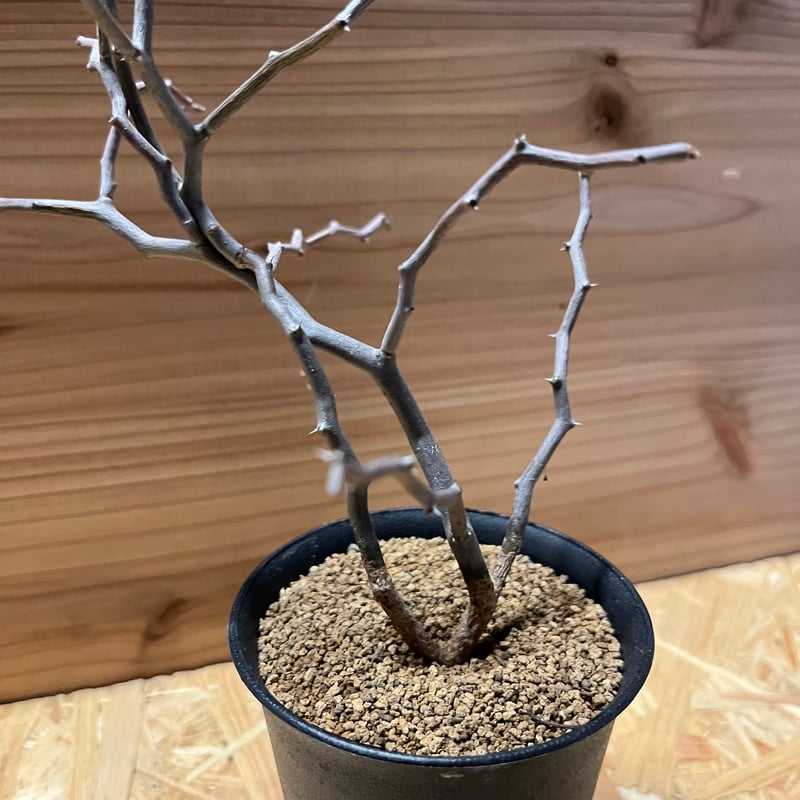 デカリア マダガスカリエンシス ジグザグの木 | GREEN LUCK