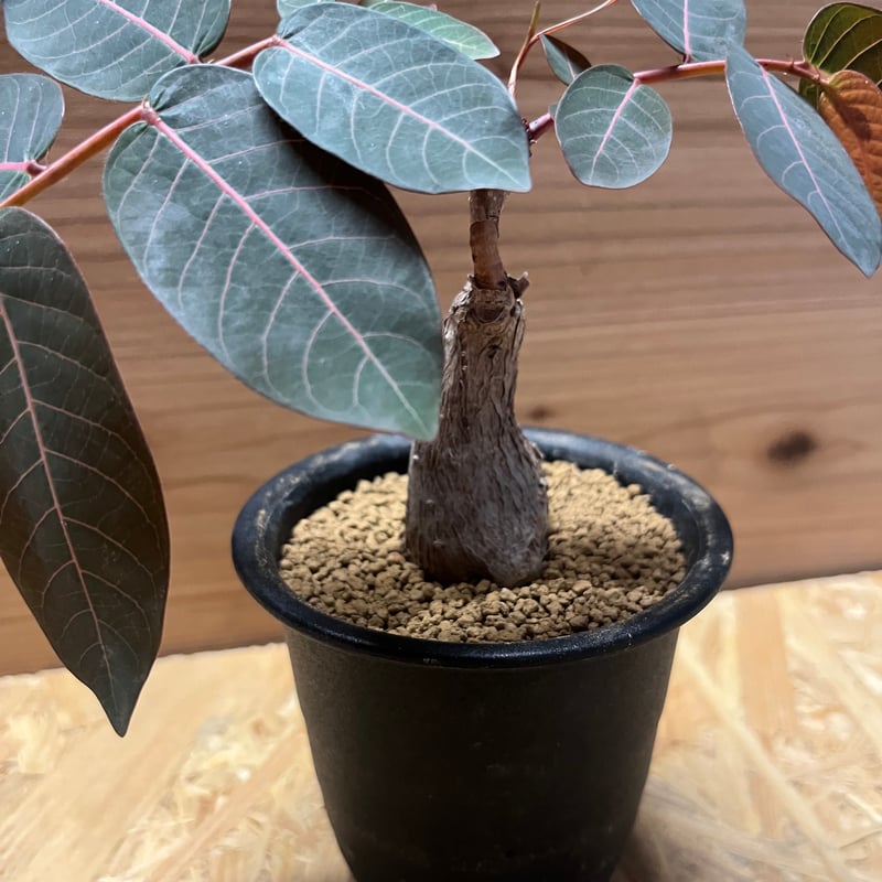 フィランサスミラビリス 超美形大株 フィランサスミラビリス