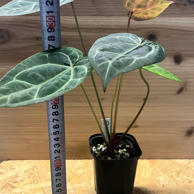 アンスリウム マグニフィカム'シルバー'×（ミシェル×ザラ）F3 | GREEN LUCK