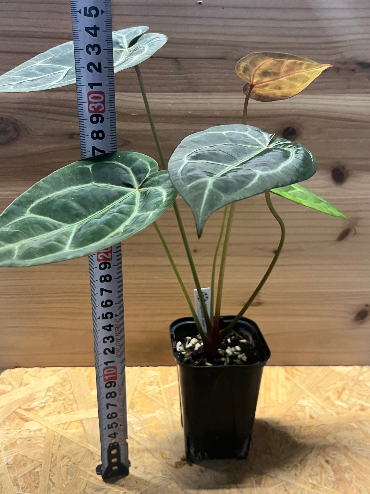 アンスリウム マグニフィカム'シルバー'×（ミシェル×ザラ）F3 | GREEN LUCK