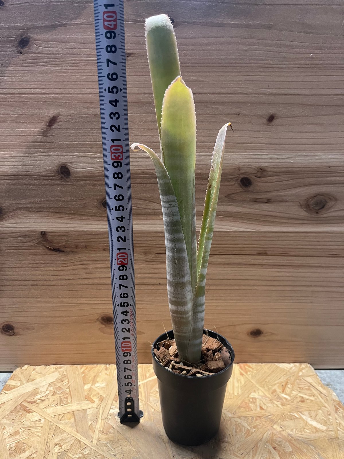 ビルベルギア ブラジリエンシス | GREEN LUCK