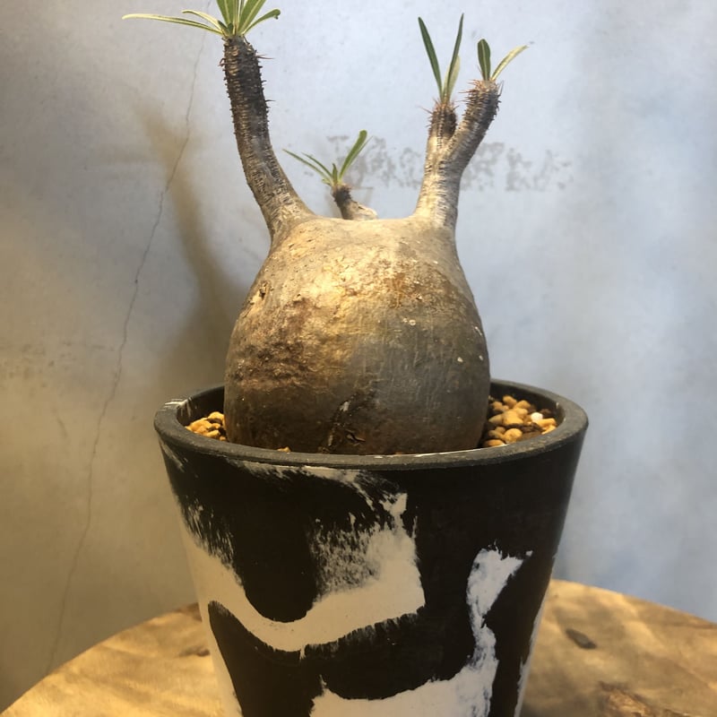 パキポディウム グラキリス 現地株 発根済み | GREEN LUCK