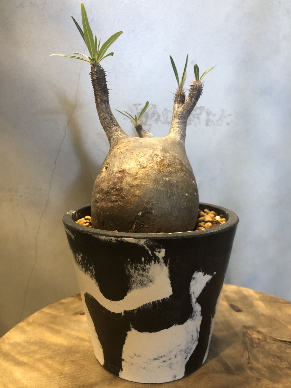 パキポディウム グラキリス 現地株 発根済み | GREEN LUCK