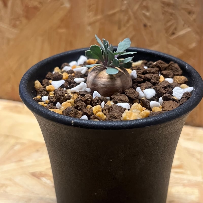 オトンナ カカリオイデス実生 | GREEN LUCK