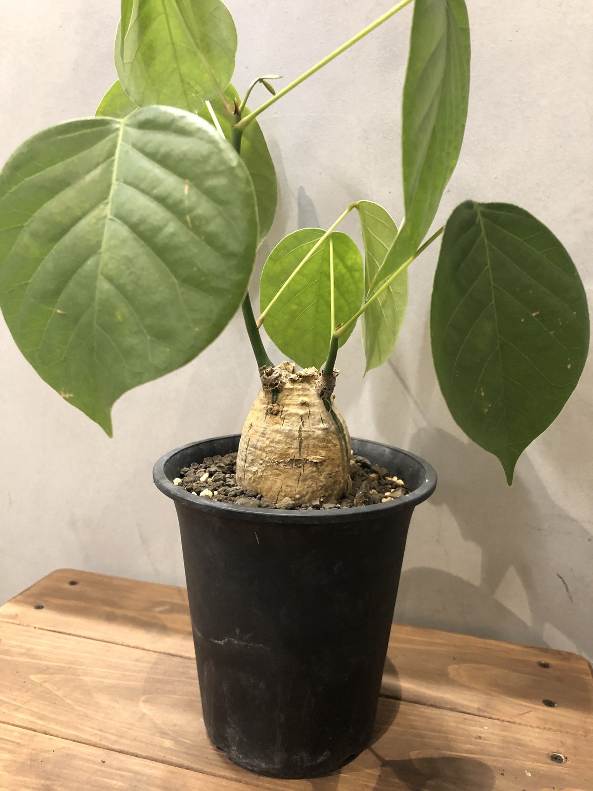 プセウドボンバックス エリプティクム | GREEN LUCK