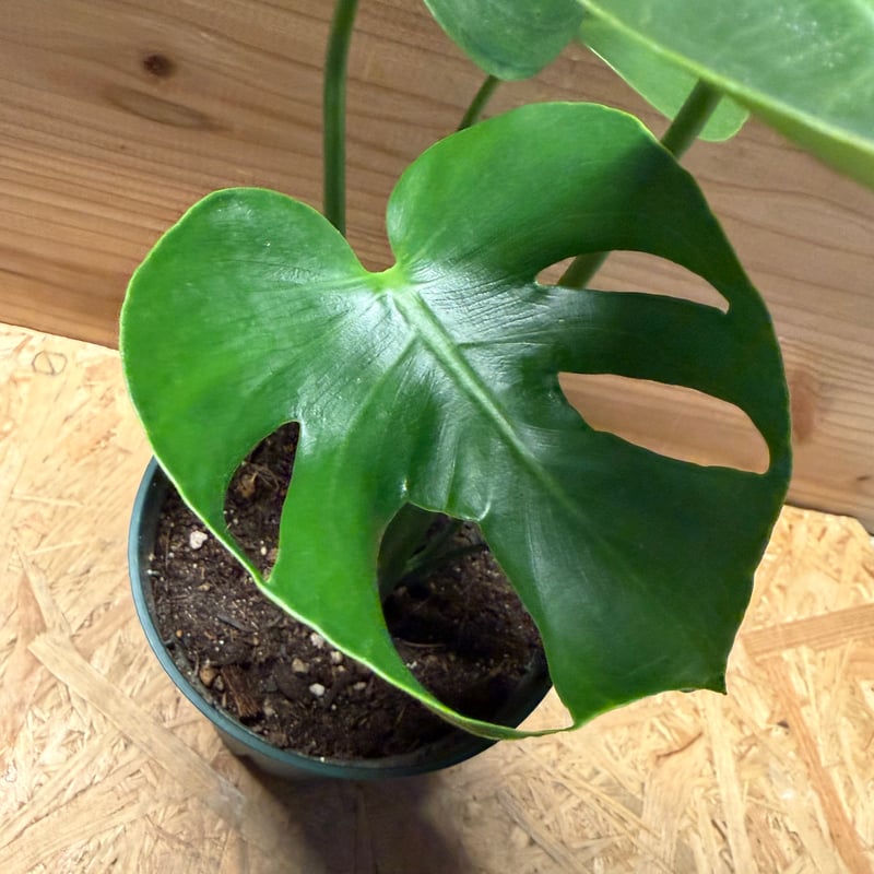 モンステラ デリシオーサ 実生変異 | GREEN LUCK