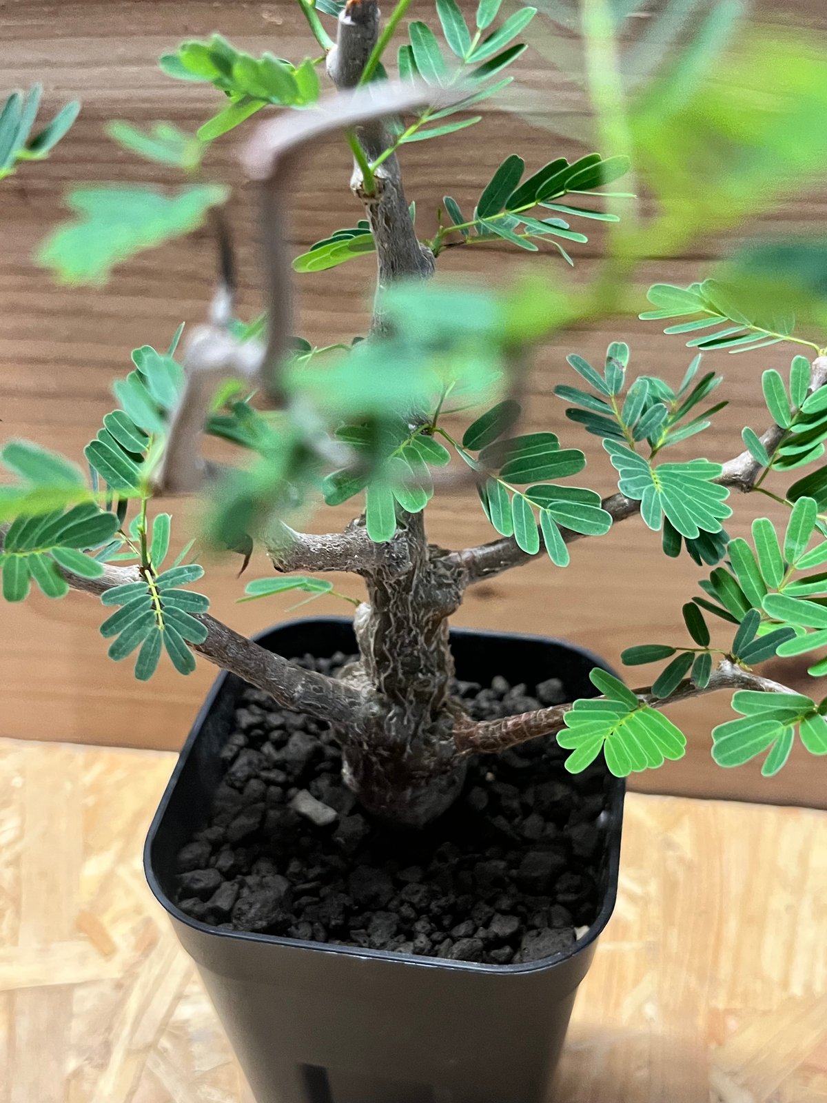 センナ メリディオナリス 【盆栽仕立】現品 センナ メリディオナリス 【市場価値も高騰中！！盆栽のような雰囲気を