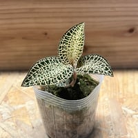 マランタ ライトベインズ | GREEN LUCK