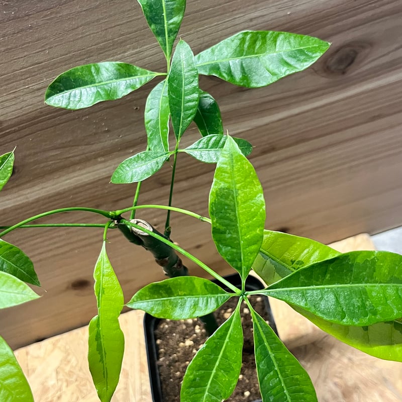 パキラ ムーンライト 挿木 | GREEN LUCK