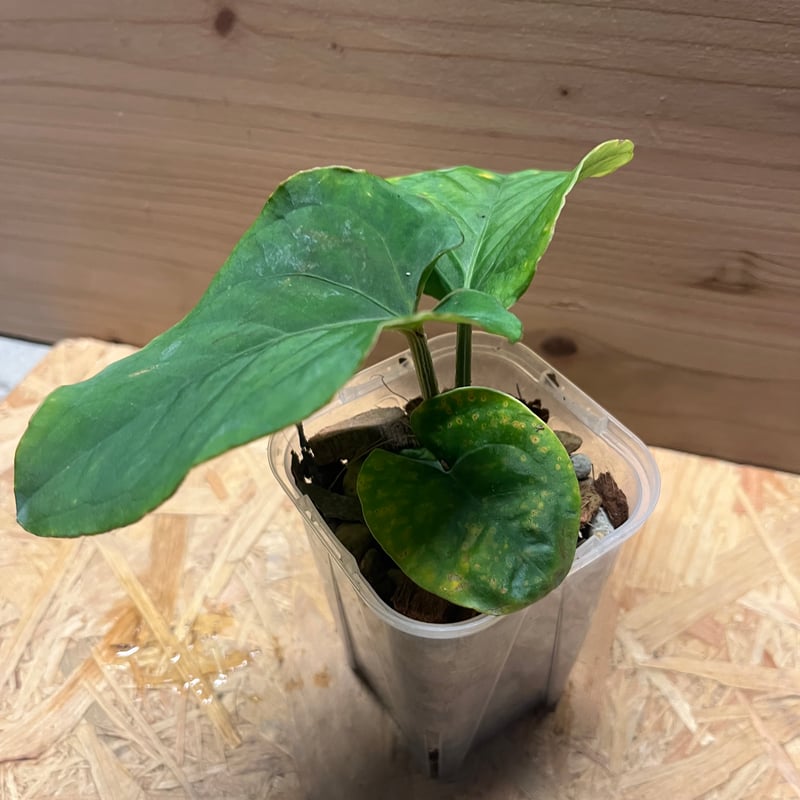 Anthurium kunayalense アンスリウム クナヤレンセ アンスリウム クナヤレンセ | GREEN LUCK