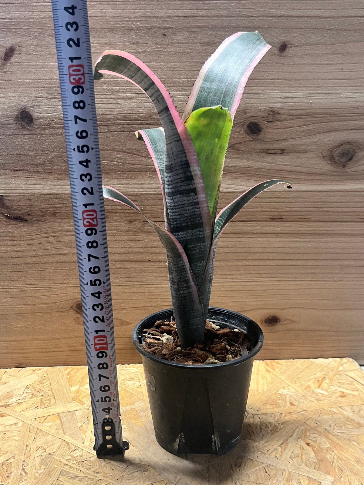 ビルベルギア ビッタータ 'ラルフグラハムフレンチ' | GREEN LUCK