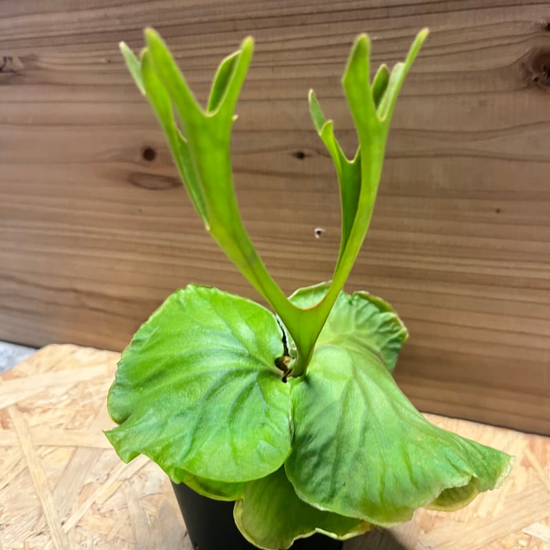 ビカクシダ リドレイ シン | GREEN LUCK