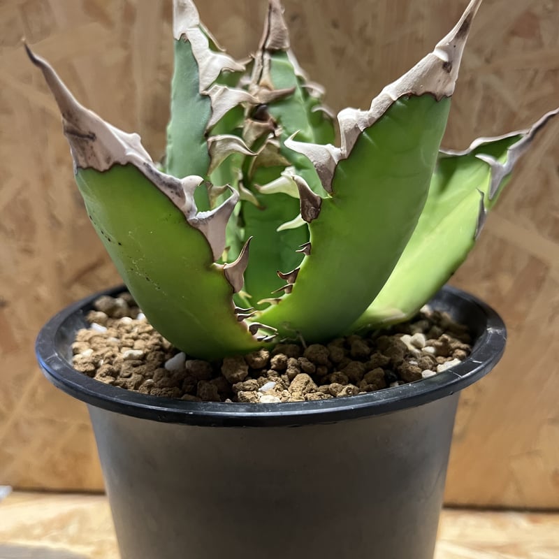 アガベ チタノタ レッドキャットウィーズル | GREEN LUCK