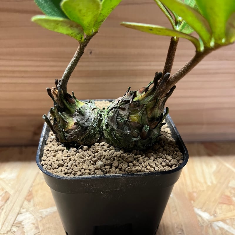 c*n様 ザミアフルフラセア（メキシコソテツ）厳選品　8寸 c*n様 ザミアフルフラセア（メキシコソテツ）厳選品 8寸 2025年最新】