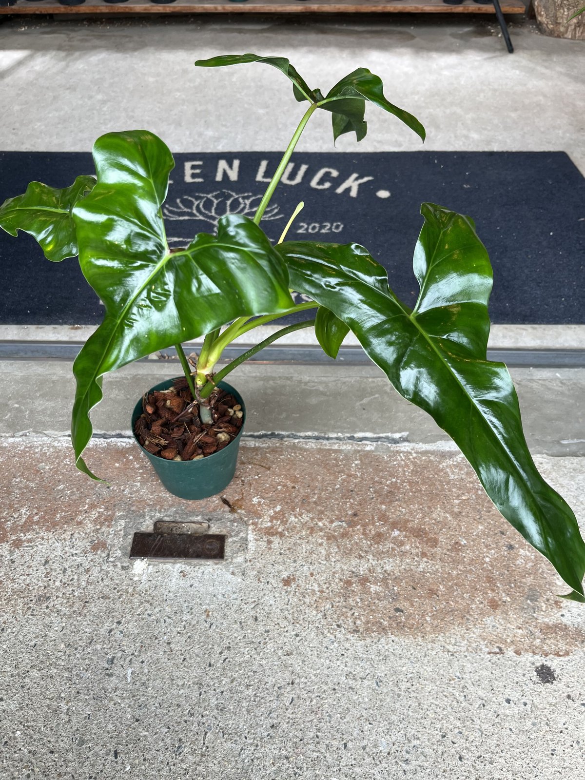 フィロデンドロンメキシカナム フィロデンドロンメキシカナムphilodendron mexicanum