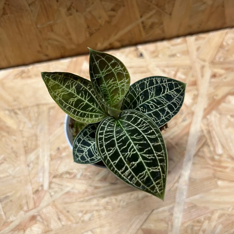 ジュエルオーキッド　マコデスペトラ　プラチナム ジュエルオーキッド マコデスペトラ | GREEN LUCK