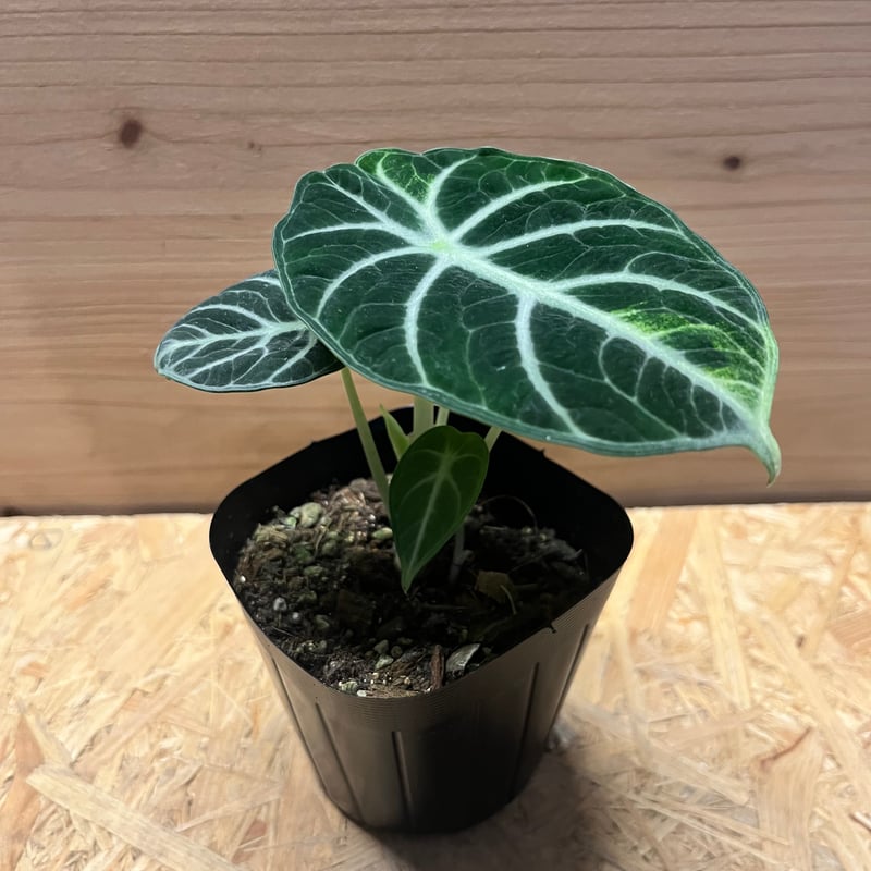 アロカシア ニンジャ | GREEN LUCK