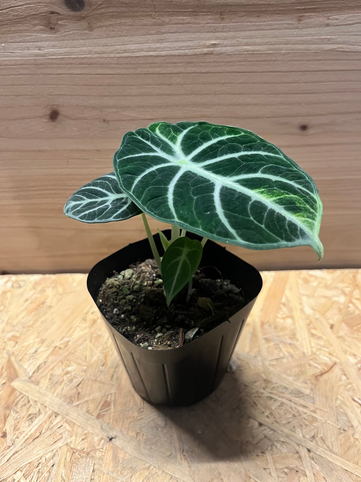 アロカシア ニンジャ | GREEN LUCK