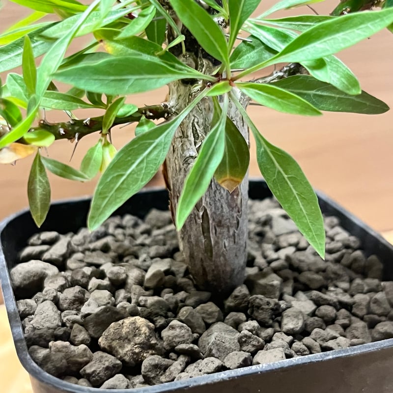 フォークイエリア プルプシー | GREEN LUCK