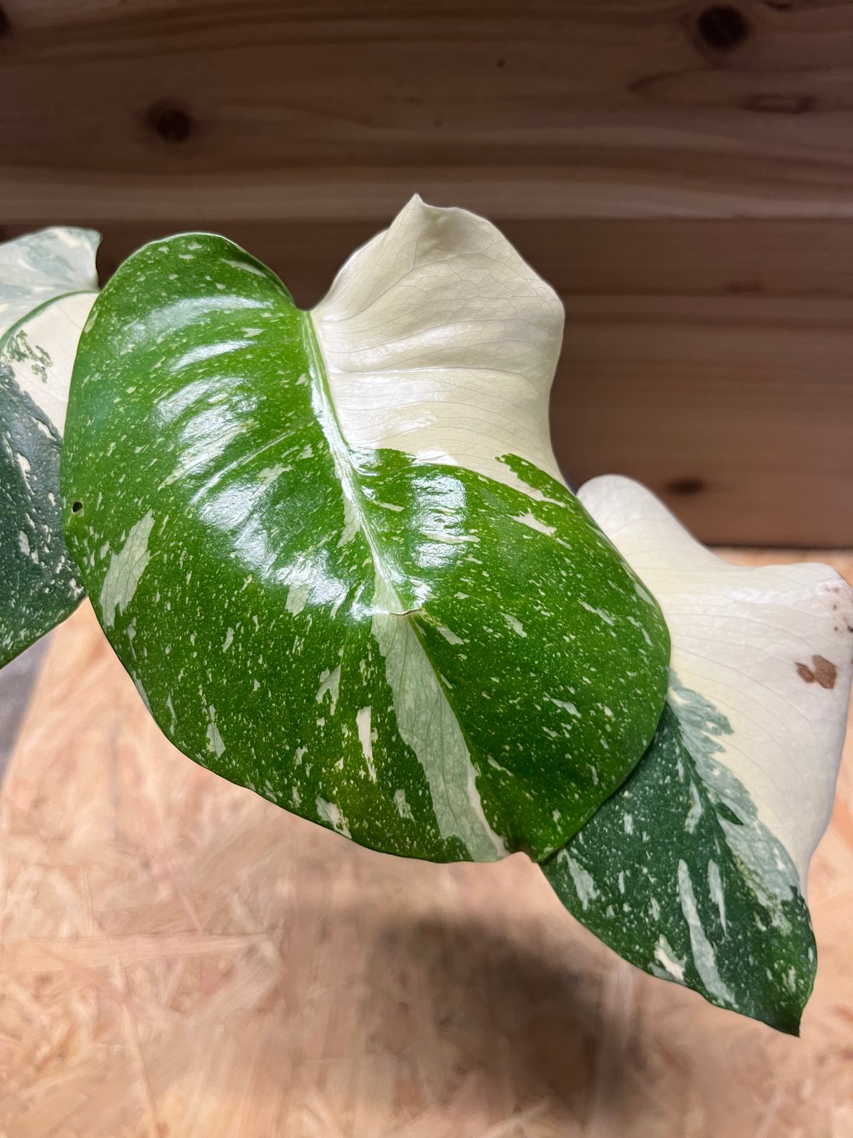 モンステラ イエローモンスター タイコンステレーション 極斑 | GREEN LUCK