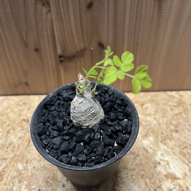 モリンガ | GREEN LUCK