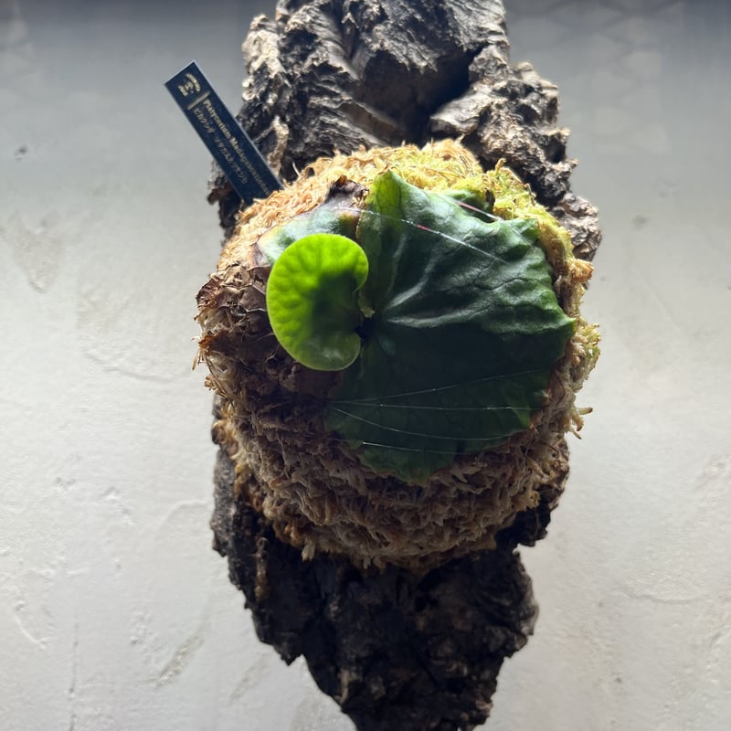 ビカクシダ マダガスカリエンセ | GREEN LUCK