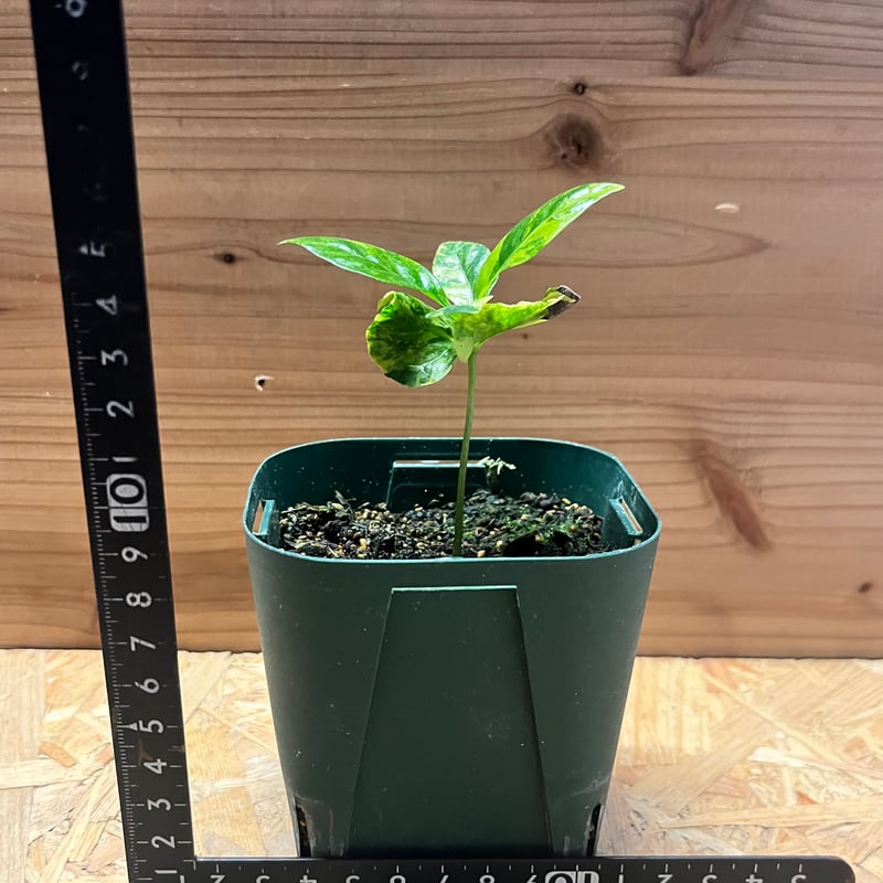 コーヒーの木 斑入り | GREEN LUCK