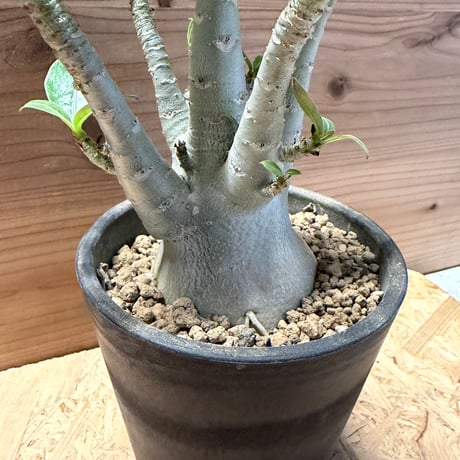 アデニウム　タイソコトラナム