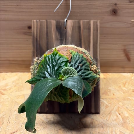 マダガスカリエンセ | STORES