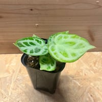 ディオーン エデュレ | GREEN LUCK