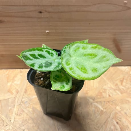 アンスリウム | STORES