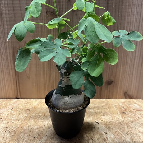 Caudex-Heaven様専用ページ SALE | GREEN LUCK Caudex-Heaven様専用ページ SALE | GREEN LUCK