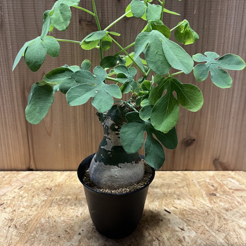 期間限定値下げ　アデニアグラウカ　大株 アデニア グラウカ | GREEN LUCK