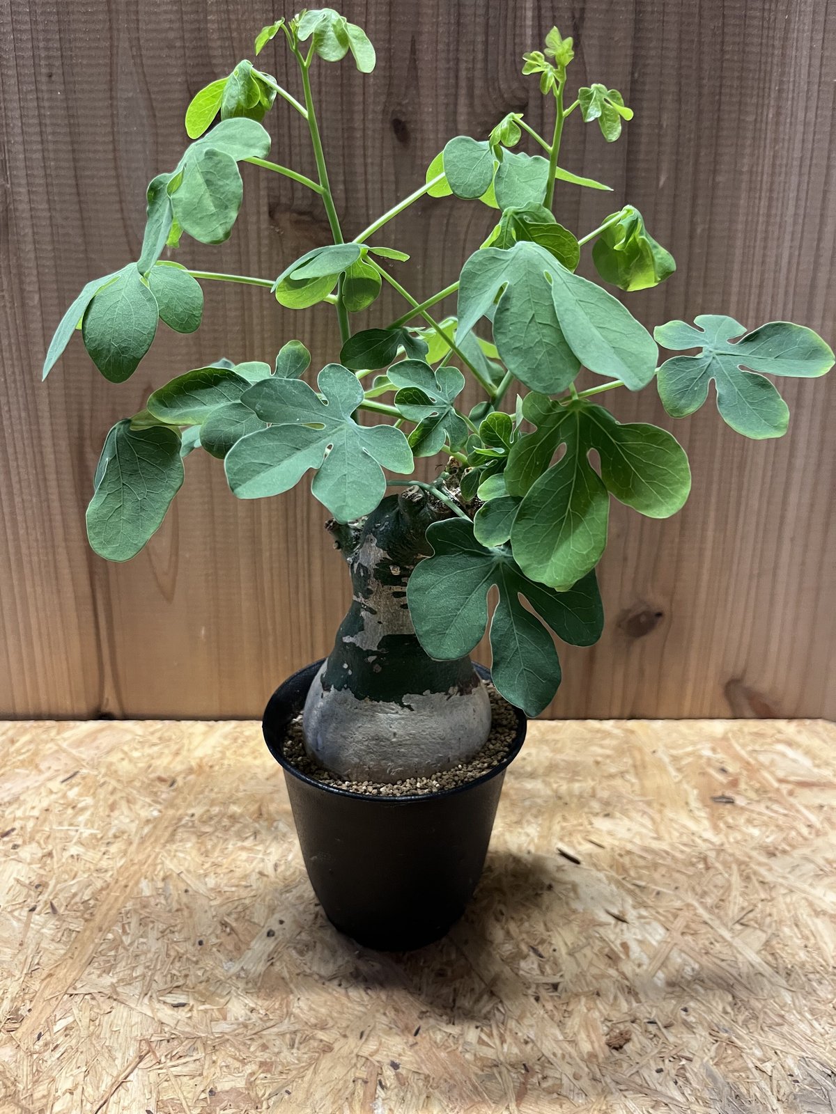 発根済み　アデニアグラウカ　大きめ 発根済み アデニアグラウカ 大きめ