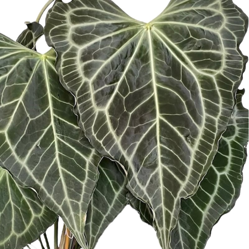 アンスリウム デルタフォース | GREEN LUCK