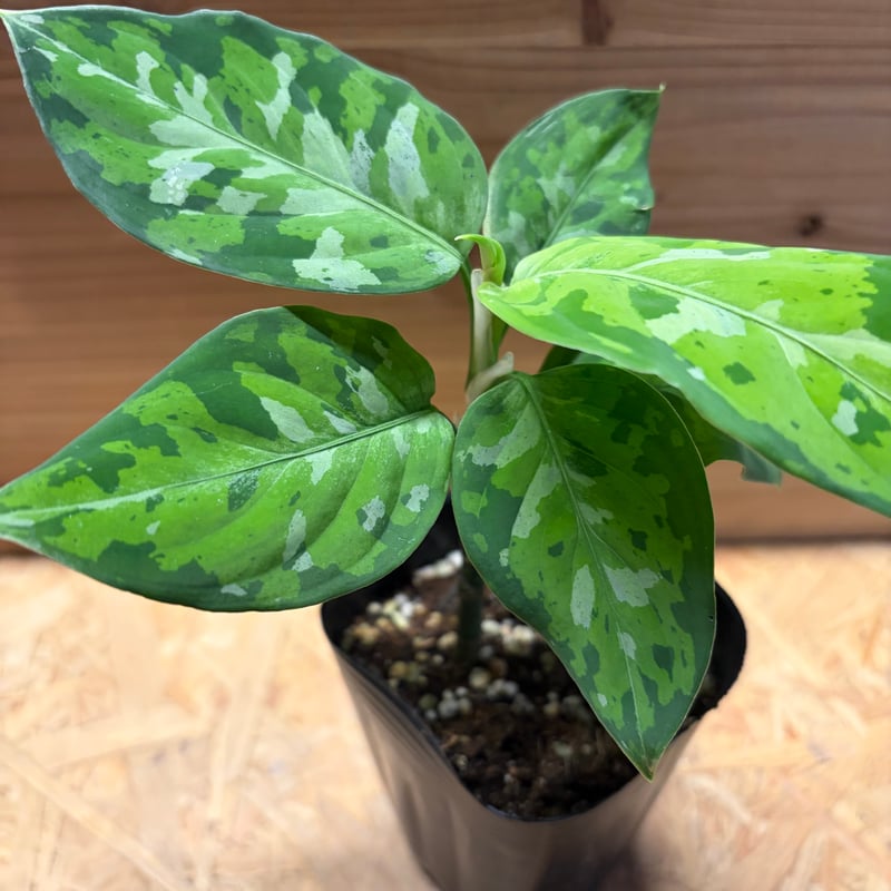アグラオネマ ピクタム トリカラー | GREEN LUCK