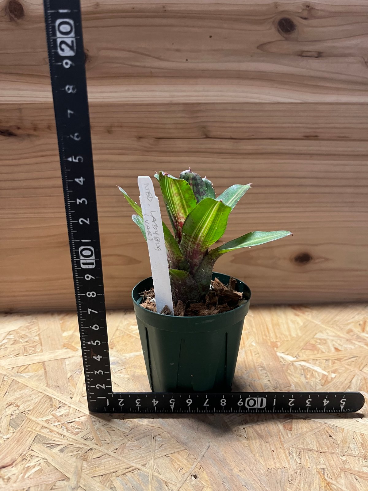 ネオレゲリア レディバグ | GREEN LUCK