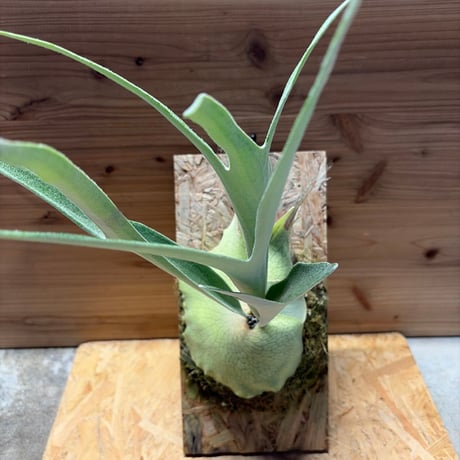 ビカクシダベイチー | STORES