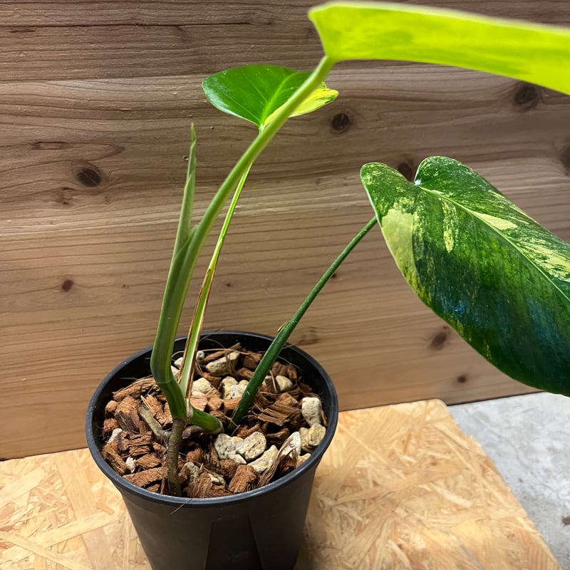 モンステラ ボルシギアナ イエローバリエガータ | GREEN LUCK