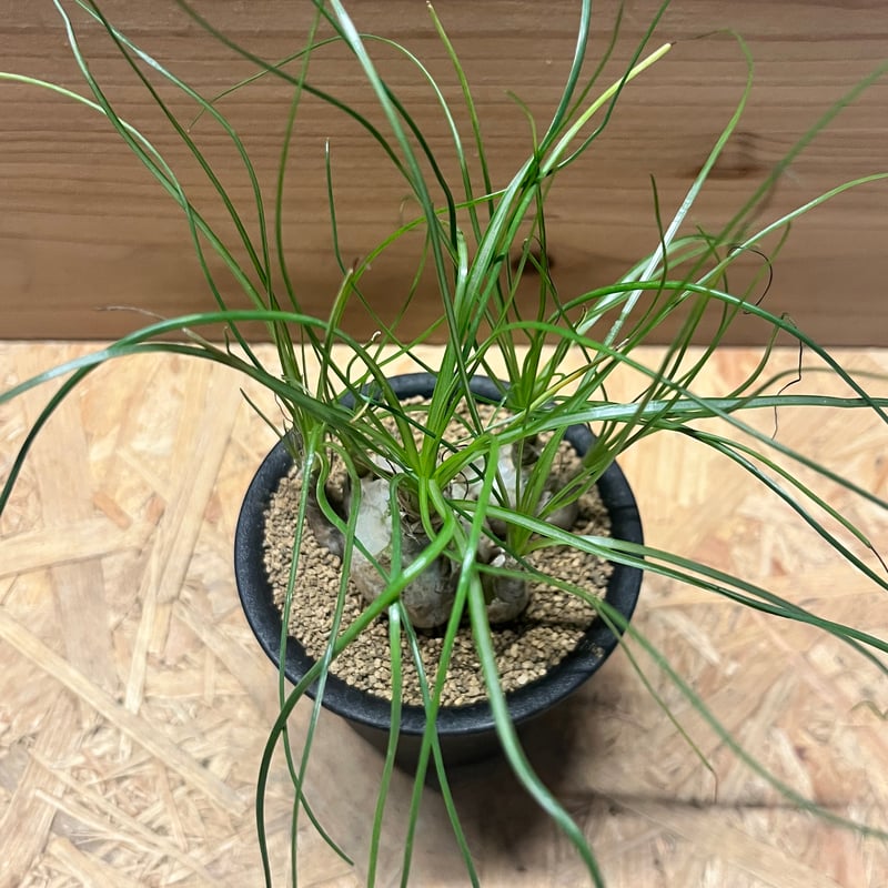 アルブカ・フミリス アルブカ・フミリス増やし方と育て方 | GINZA HAIR江藤の観葉