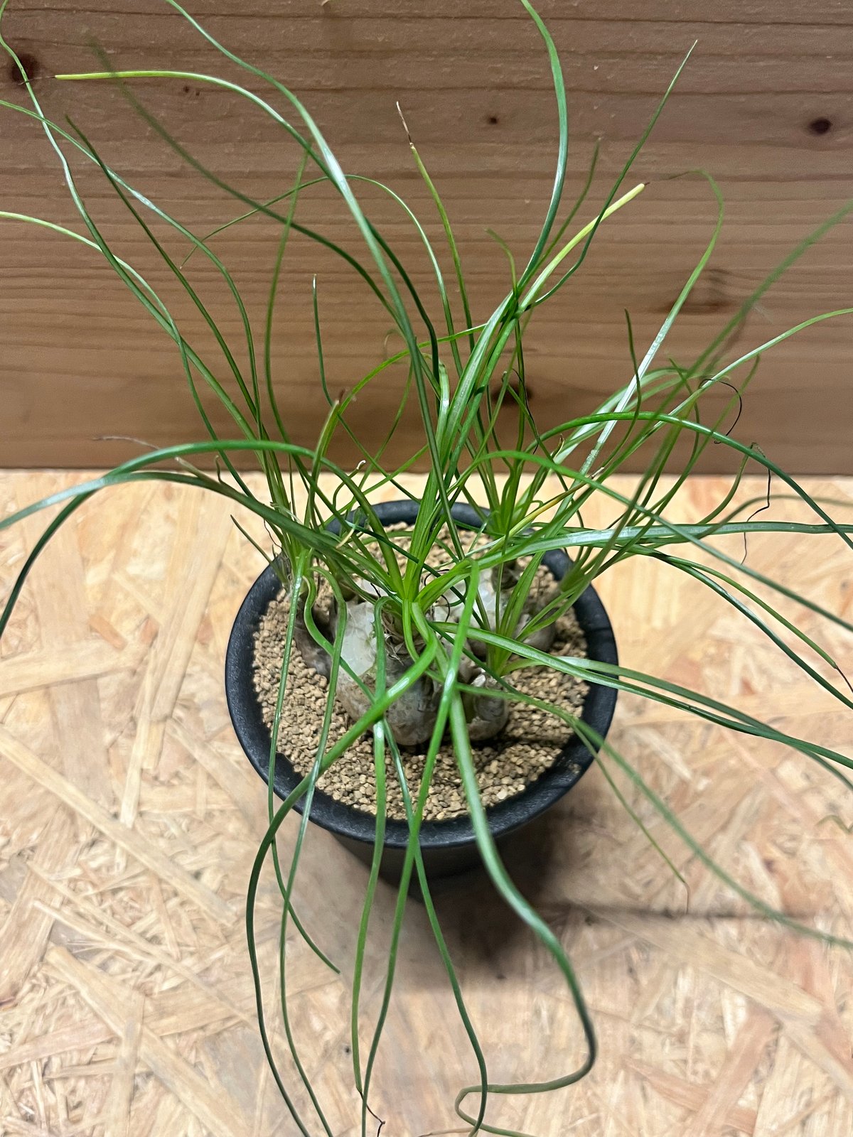 アルブカ フミリス | GREEN LUCK