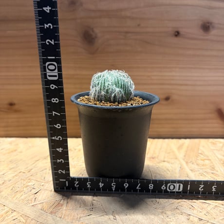 ハオルチア　オデッタエ