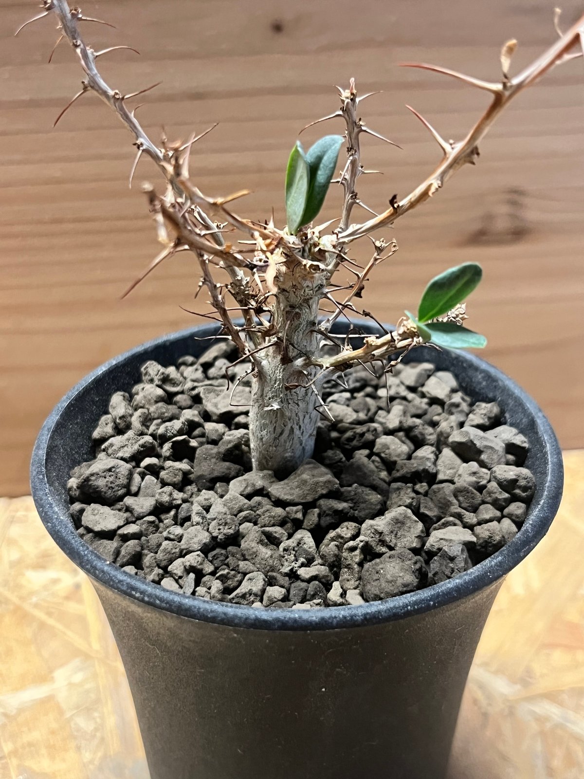 フォークイエリア コルムナリス 観峰玉 | GREEN LUCK