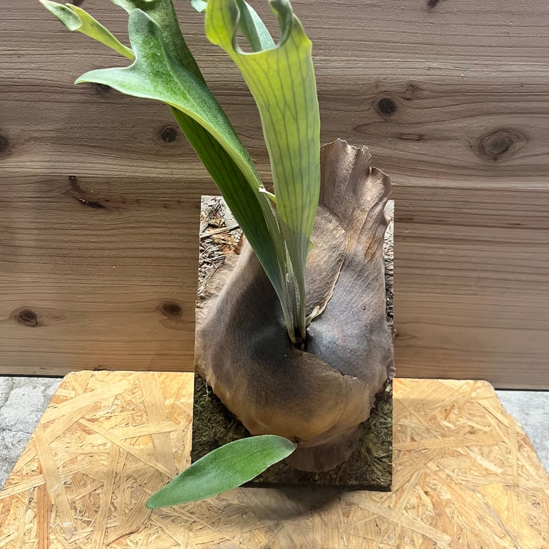 ビカクシダ メラメラ | GREEN LUCK