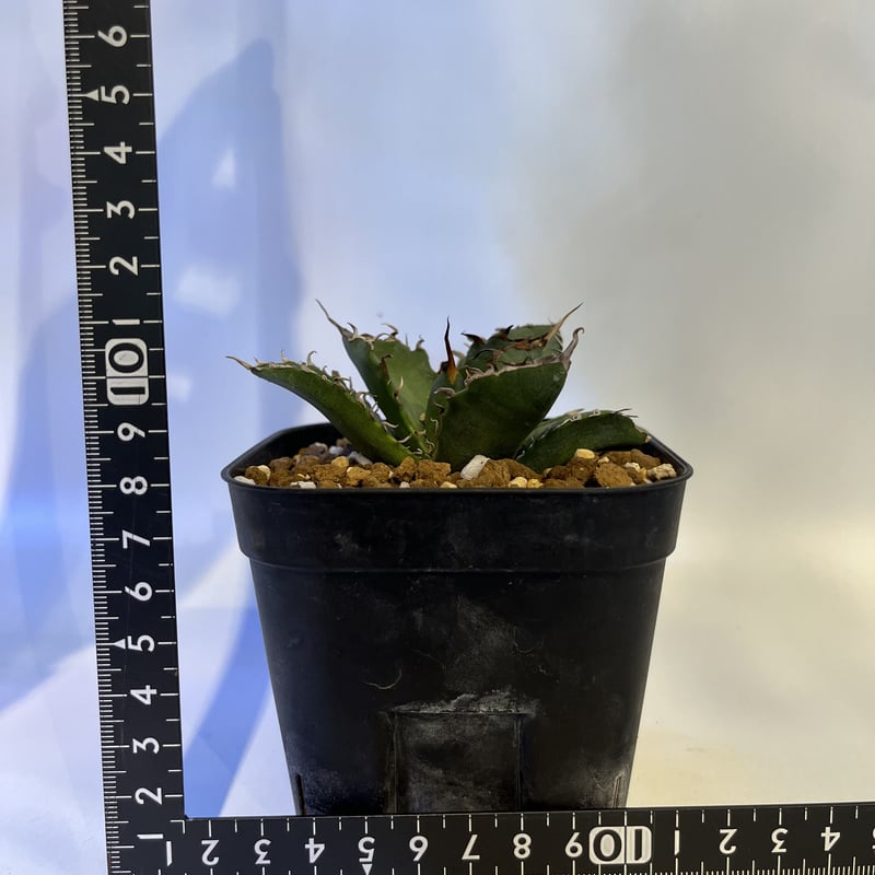 5多肉植物アガベ チタノタ白鯨5株 7-10CM発根管理中 - 植物/観葉植物