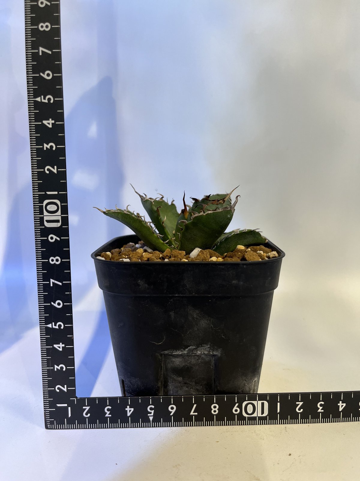 アガベ チタノタ 白鯨 台湾輸入株 発根済 | GREEN LUCK アガベ チタノタ 白鯨 台湾輸入株 発根済 | GREEN LUCK
