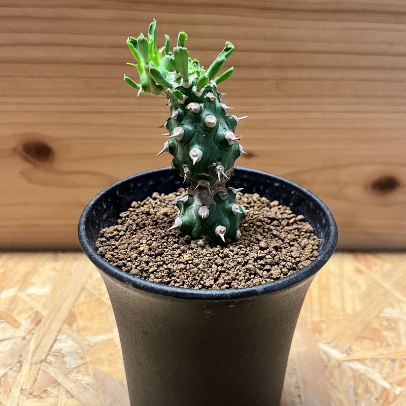 希少 Euphorbia cv.Tom ユーフォルビアcv.TOM ①多頭良型 希少 Euphorbia cv.Tom ユーフォルビアcv.TOM ①多頭良型 - メルカリ